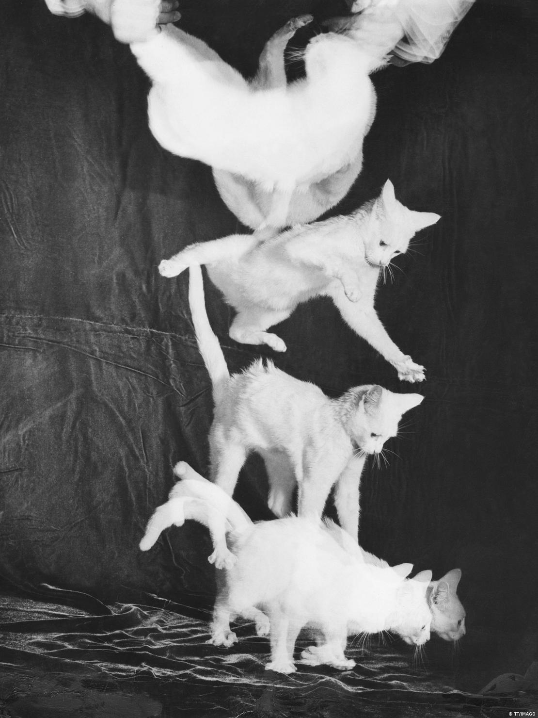 Una secuencia multiflash tomada en Boston en 1948 muestra las siete fases del giro de un gato en caída libre, en uno de los primeros experimentos fotográficos de alta velocidad sobre el fenómeno.