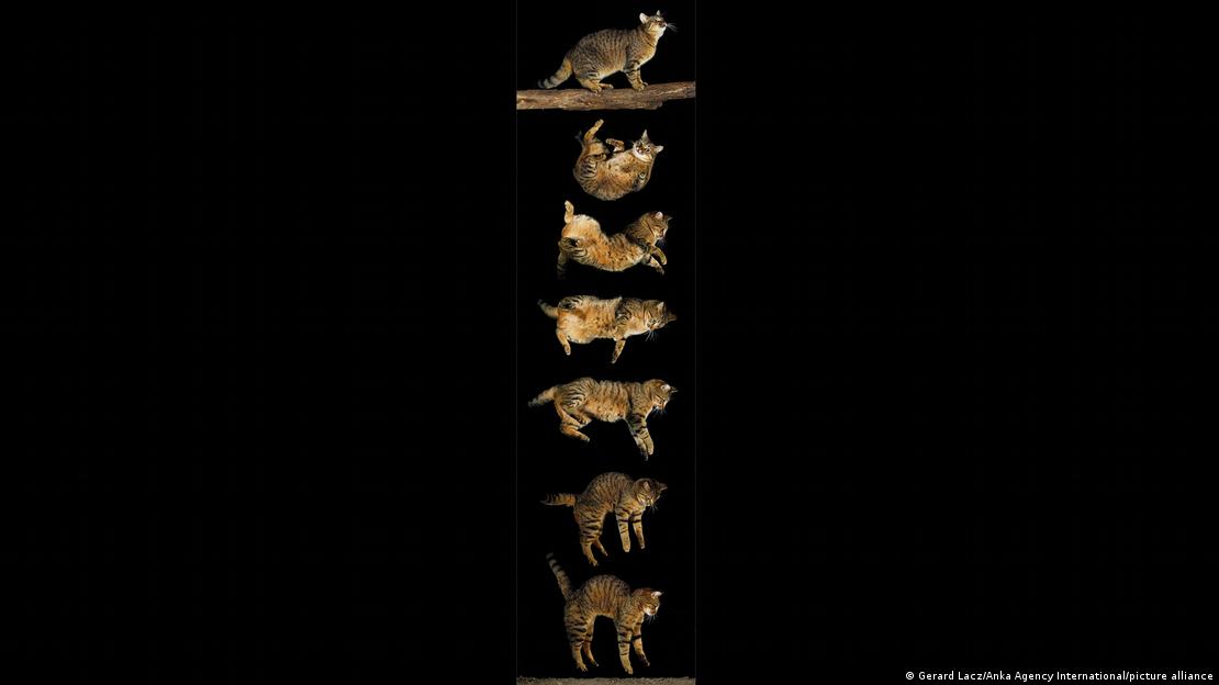 En pleno vuelo, un gato acomoda su cuerpo con una precisión que la ciencia tardó más de un siglo en comenzar a explicar.