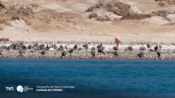 Más de mil polluelos de flamenco nacen en el salar de Maricunga.