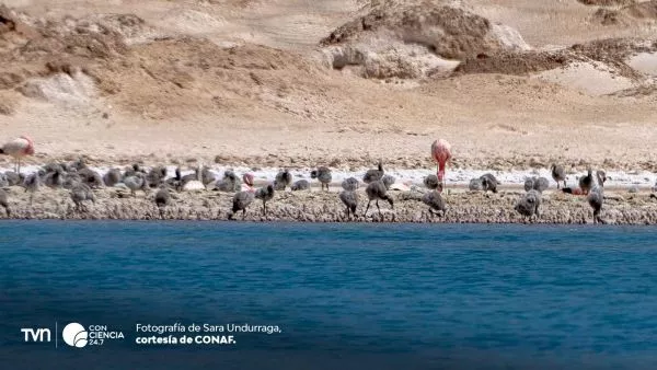Más de mil polluelos de flamenco nacen en el salar de Maricunga.