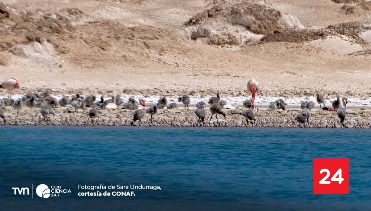 Más de mil polluelos de flamenco nacen en el salar de Maricunga