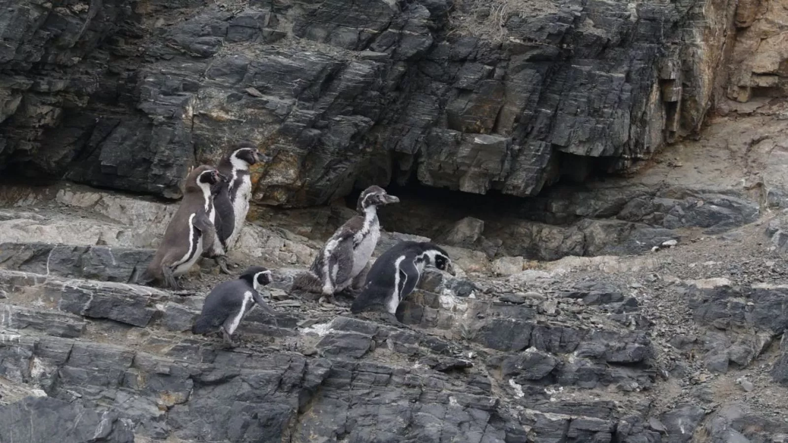 pingüino de Humboldt