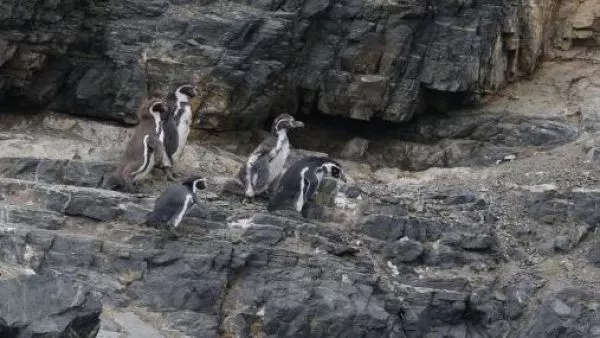 pingüino de Humboldt