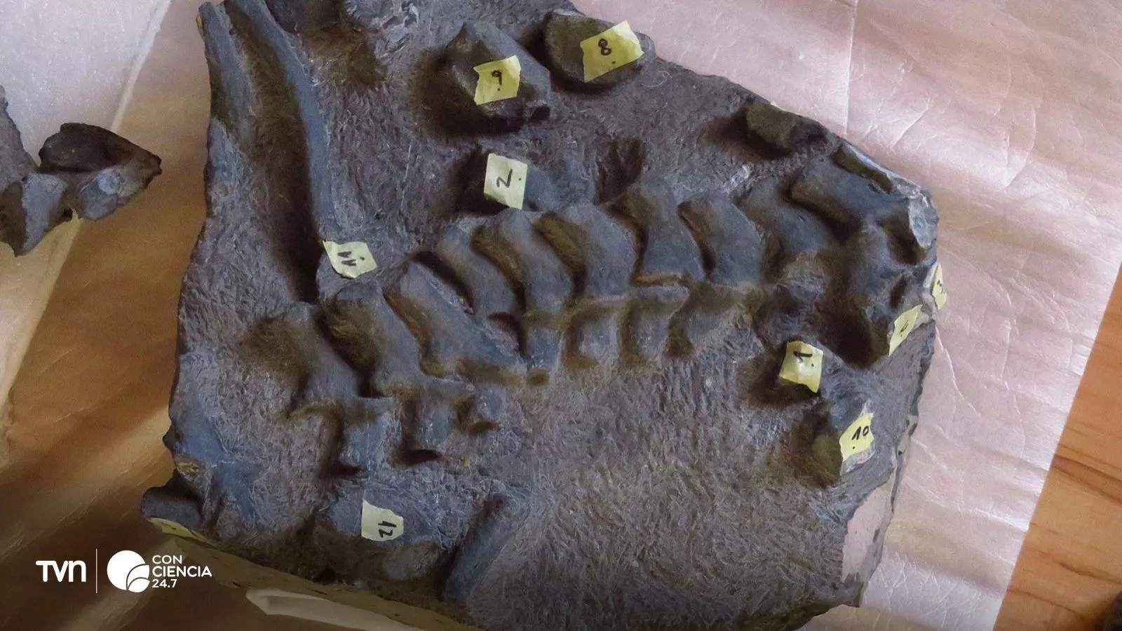 Fósil encontrado en el Desierto de Atacama.