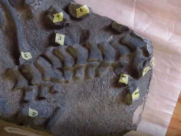 Fósil encontrado en el Desierto de Atacama.