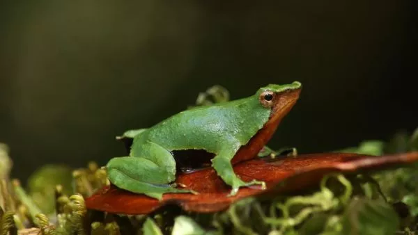 Ranita de Darwin: Gobierno reingresa decreto y Contraloría da luz verde a conservación