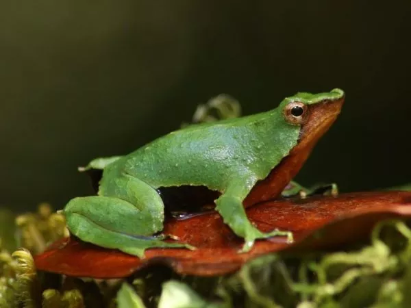 Ranita de Darwin: Gobierno reingresa decreto y Contraloría da luz verde a conservación