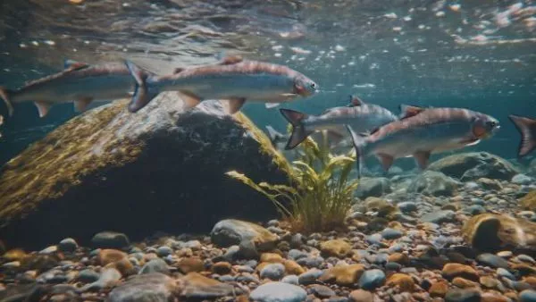 Salmón: “Cooperación en superficie, guerra bajo el agua”