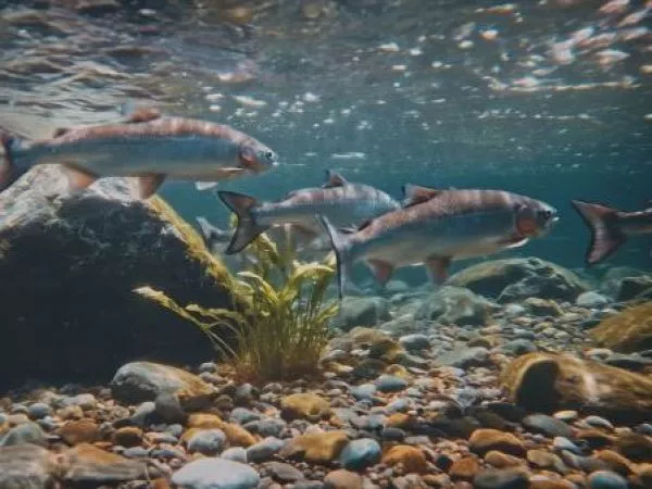 Salmón: “Cooperación en superficie, guerra bajo el agua”