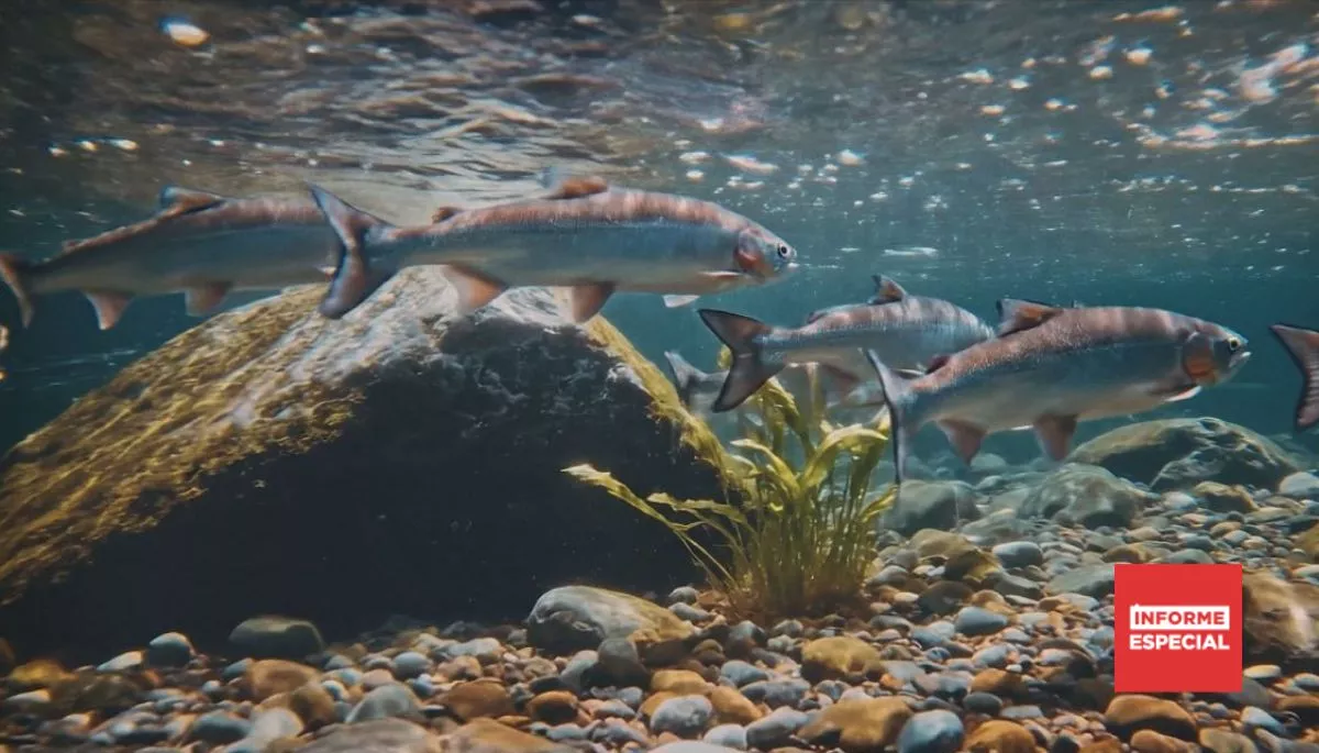 Salmón: “Cooperación en superficie, guerra bajo el agua”