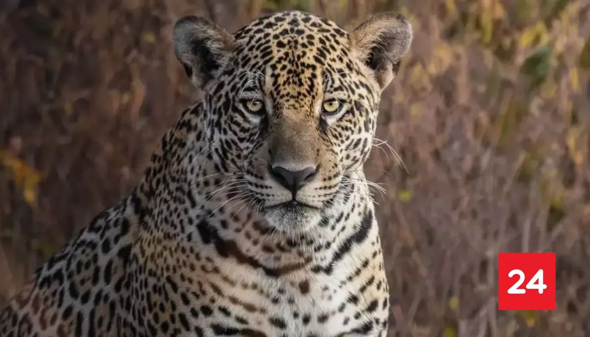 Brasil amplía en un 70 % dos áreas protegidas en el Pantanal