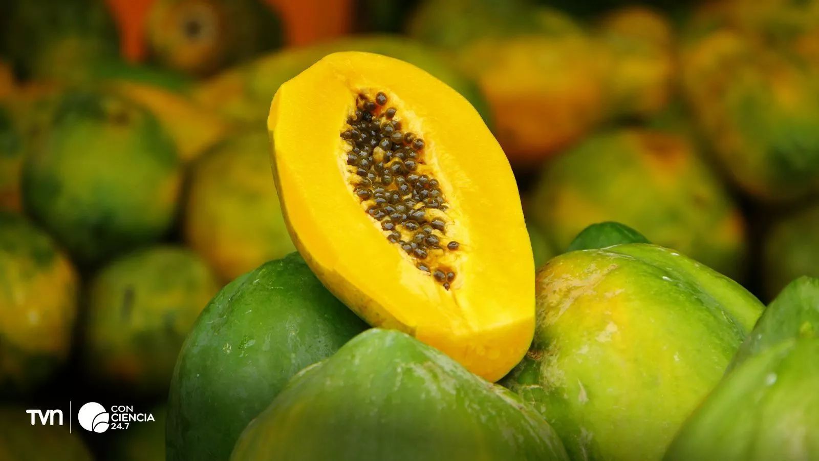 Papaya carica.