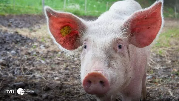 Esófago cultivado para cerdo.