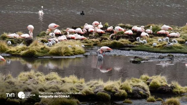 Flamencos chilenos nidifican en Lauca tras 33 años.