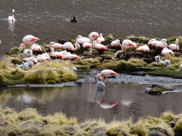 Flamencos chilenos nidifican en Lauca tras 33 años.