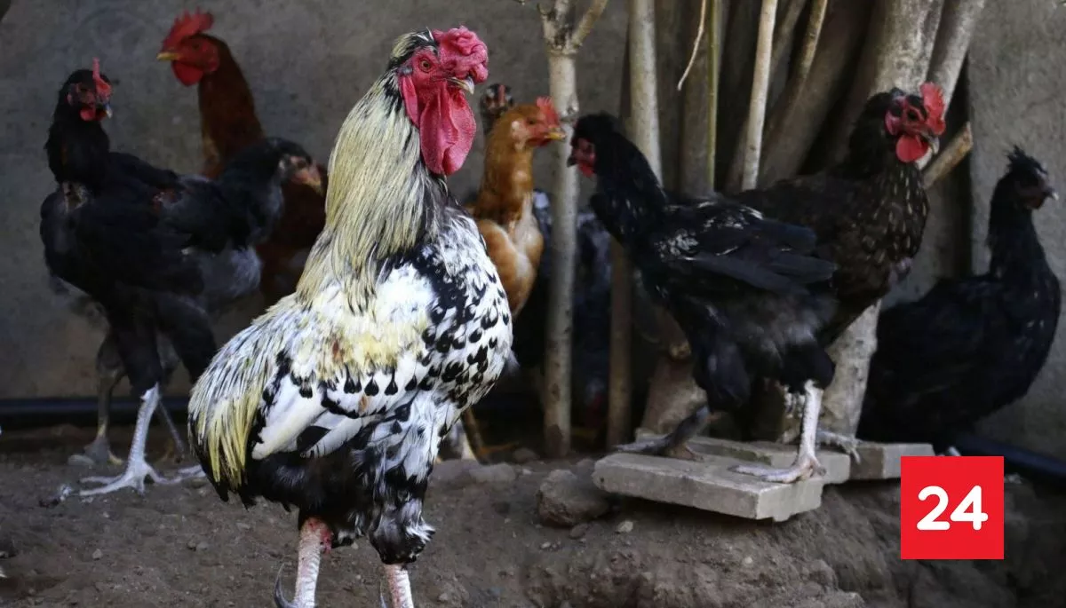 SAG confirma nuevos casos de influenza aviar en las regiones del Maule y Magallanes