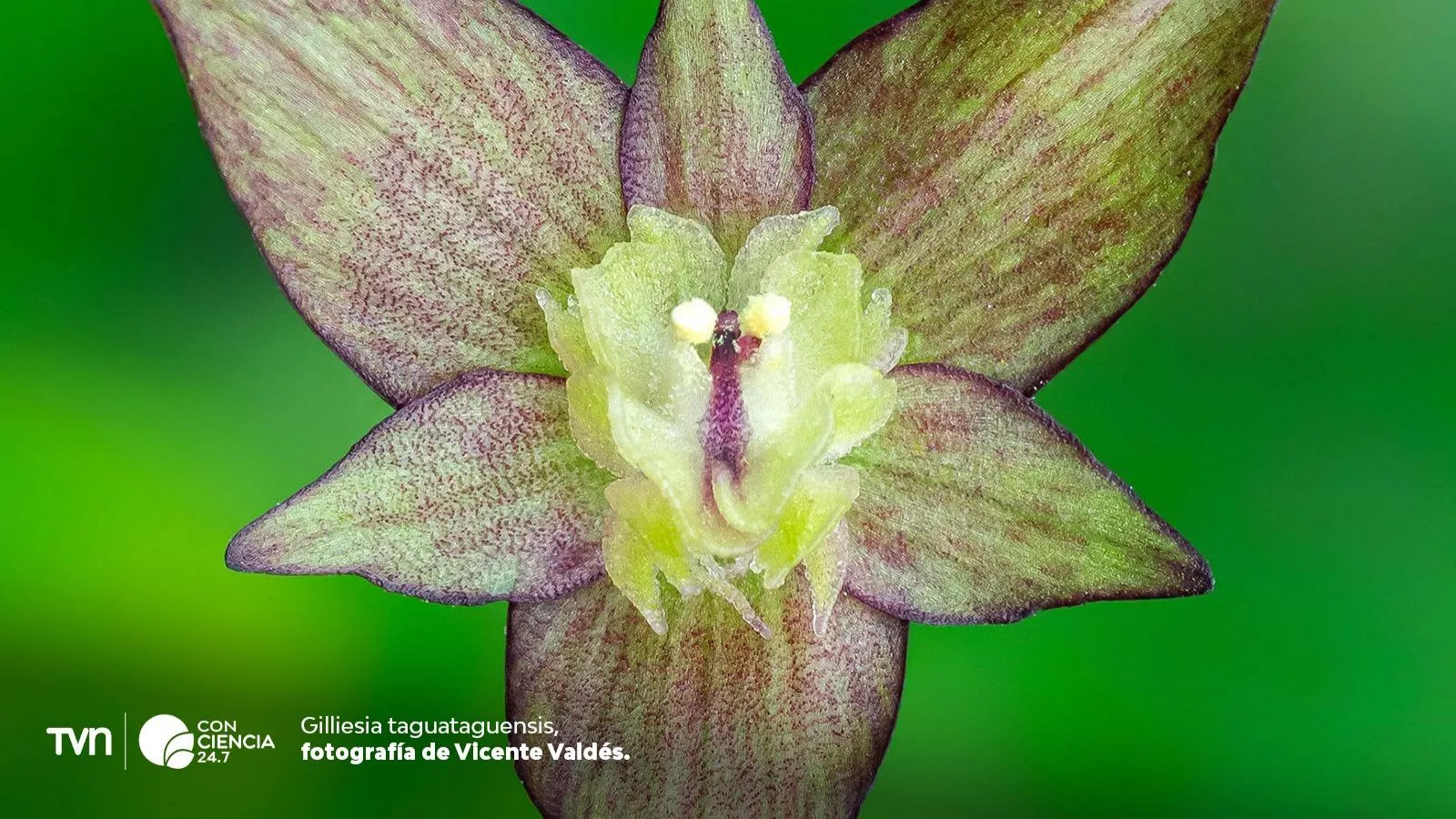 Descubren 4 nuevas plantas amenazadas en zona central.