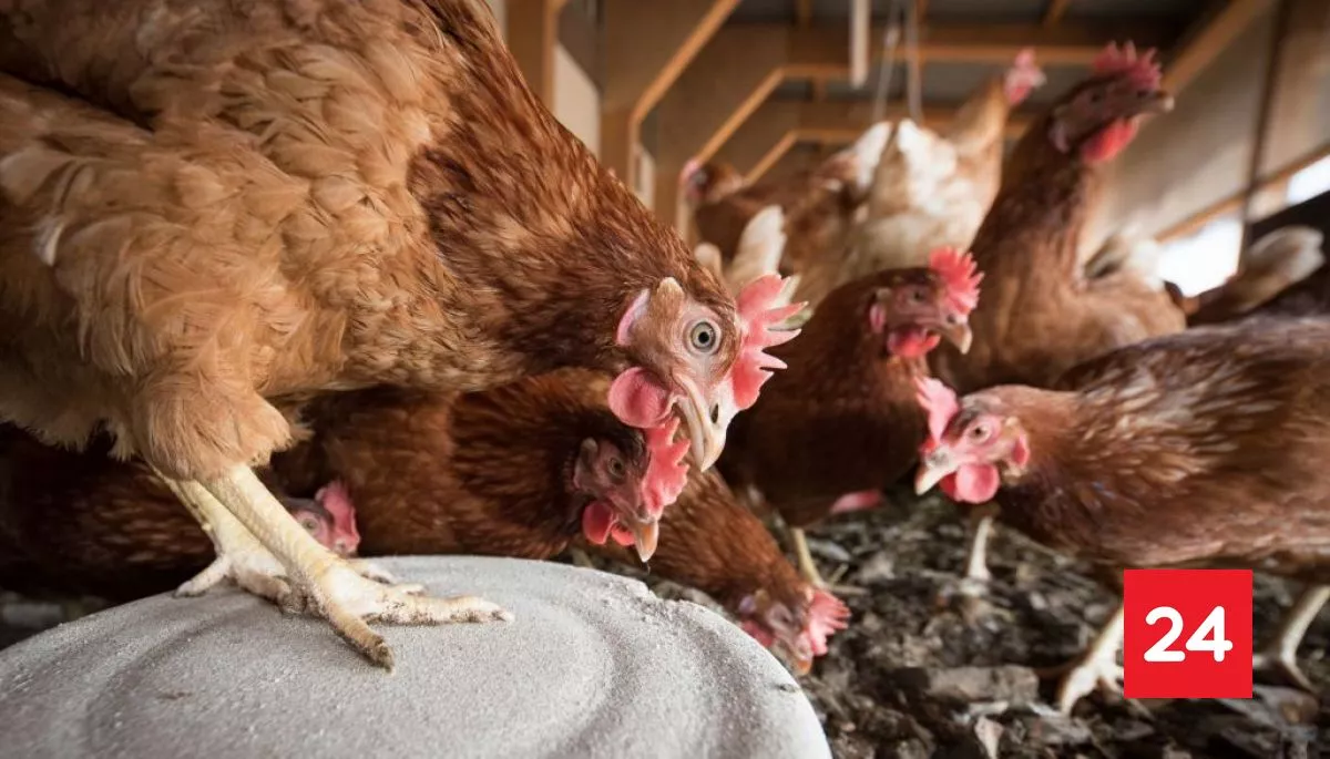 SAG autosuspende certificación de exportaciones avícolas por influenza aviar