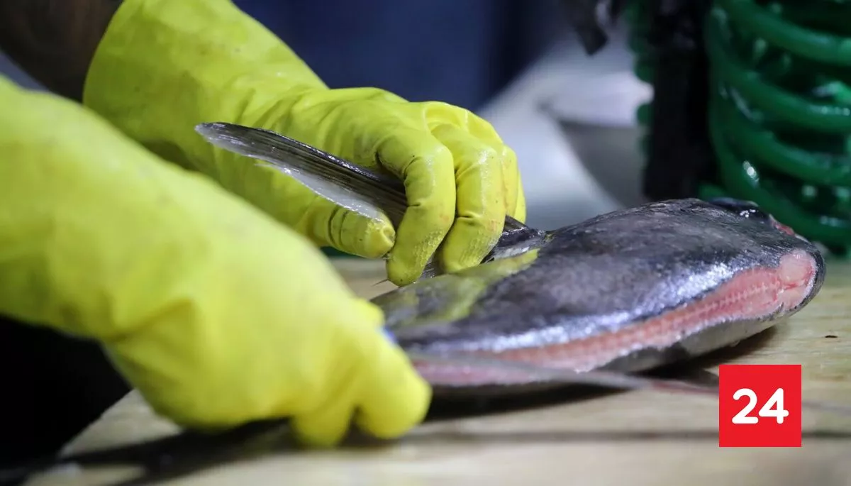 ❗ #TeSirve

Semana Santa 2026: 3 claves para elegir pescados y mariscos

Más detalles⬇️