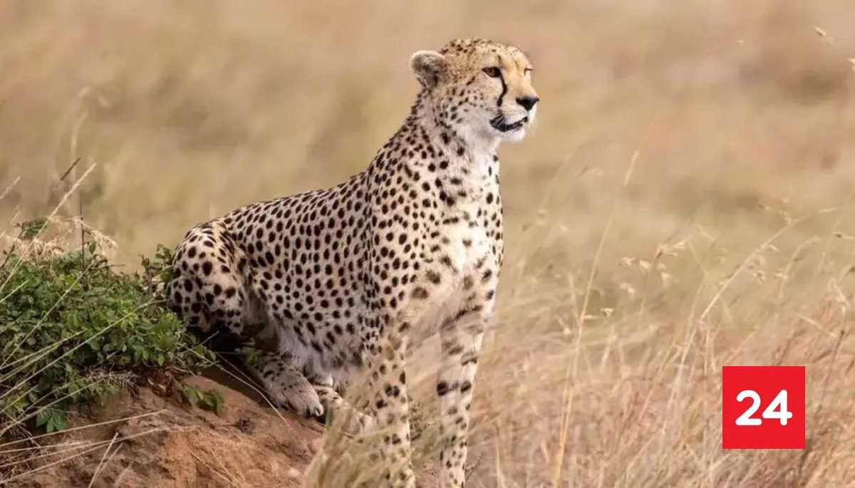 La ONU declara 40 nuevas especies protegidas