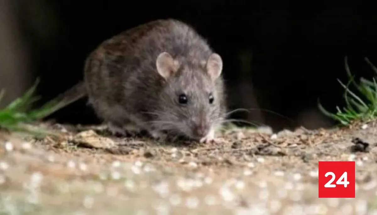 #Regiones 

Mujer muere por hantavirus en región del Ñuble: contagio se produjo tras recolectar moras 

Más detalles ⬇