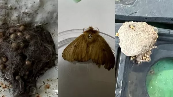 plaga polillas barco SAG