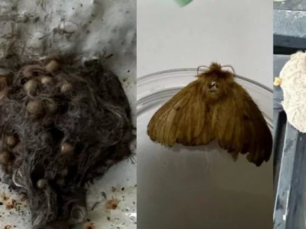 plaga polillas barco SAG