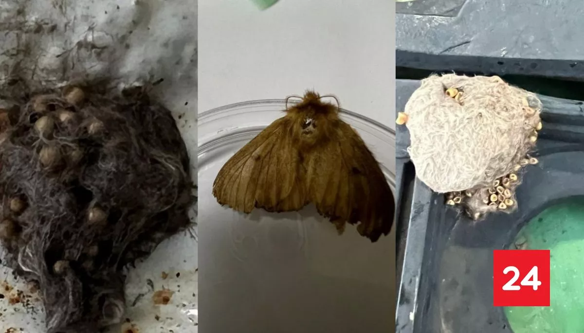 “Especies de alto riesgo”: detectan plaga de polillas en embarcación que cargaba metanol en Punta Arenas