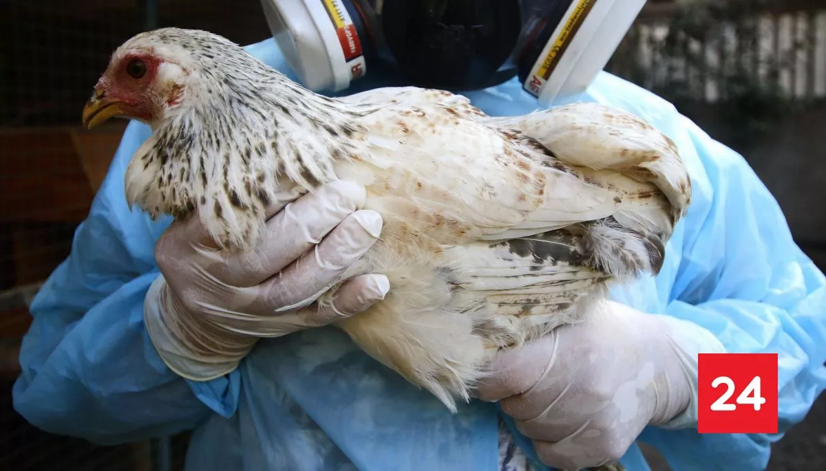 Primer caso de gripe aviar en gallinas de patio en Ñuble y uno nuevo en el Maule