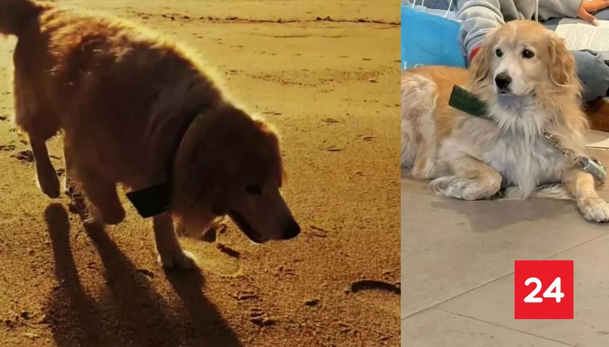 Viña del Mar: Familia de perro que murió electrocutado se querella contra alcaldesa Ripamonti