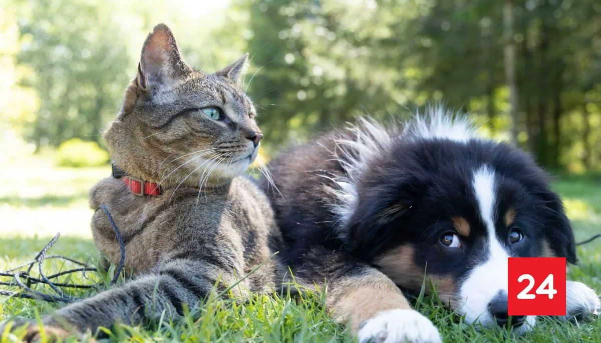 #Mascotas 

Mascotas y fin del verano: expertos alertan sobre aumento de consultas veterinarias por estrés y accidentes 

Más detalles ⬇️