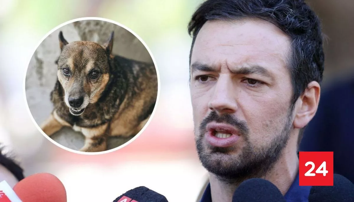 #Nacional 

Maipú anuncia querella por perrita que fue quemada: 