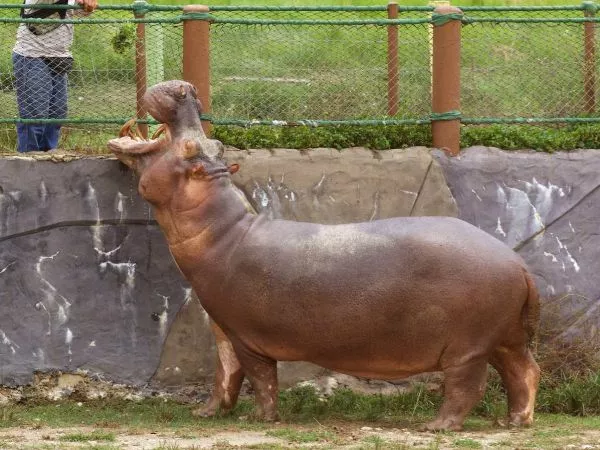 Hipopotamos descendientes de los que trajo Pablo Escobar a Colombia