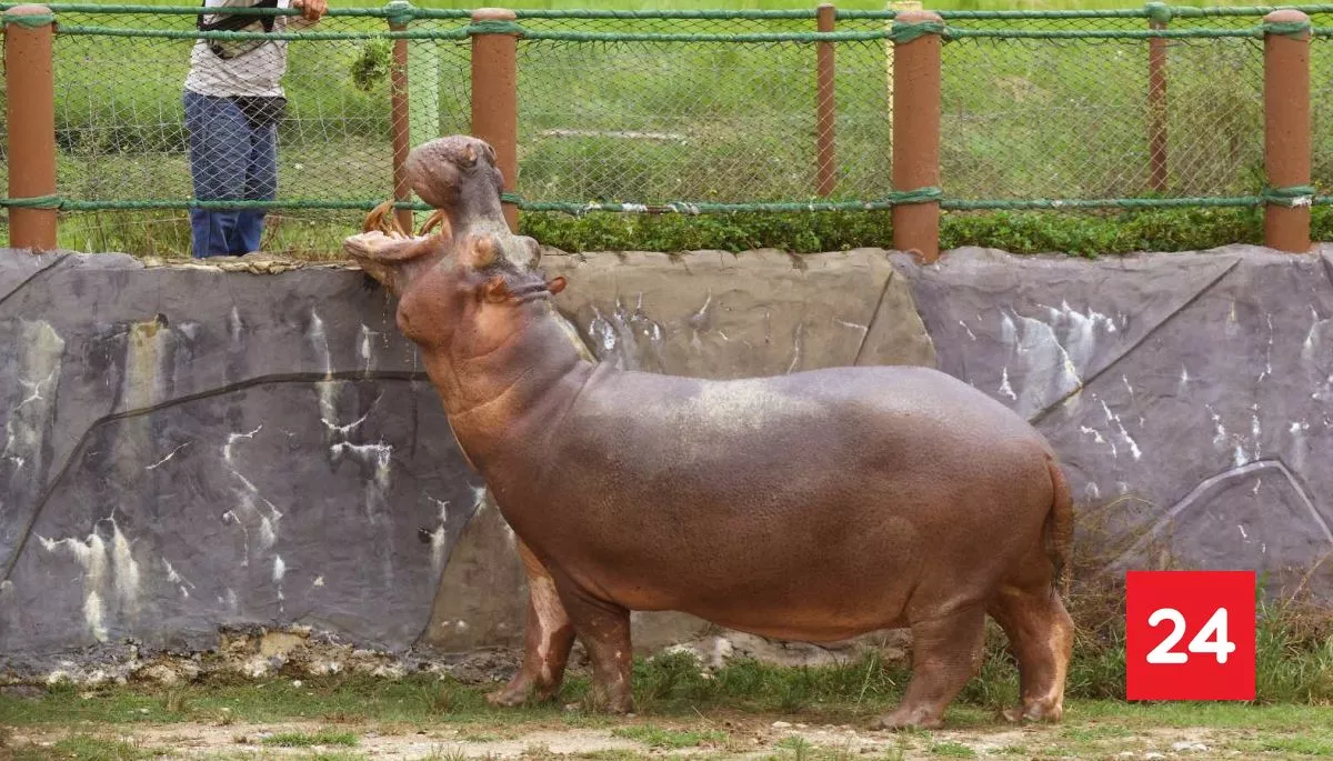 Colombia autoriza eutanasia para frenar reproducción de hipopótamos de Pablo Escobar