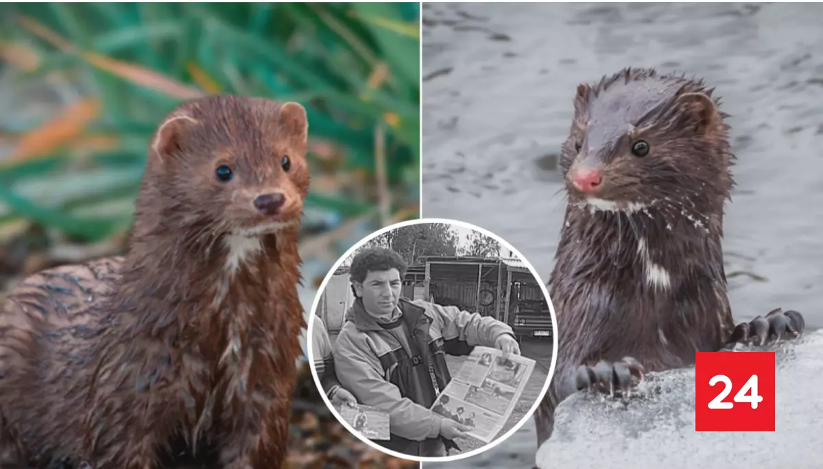 Del mito a la plaga: el "Chupacabras" del sur era realidad un peligroso visón americano