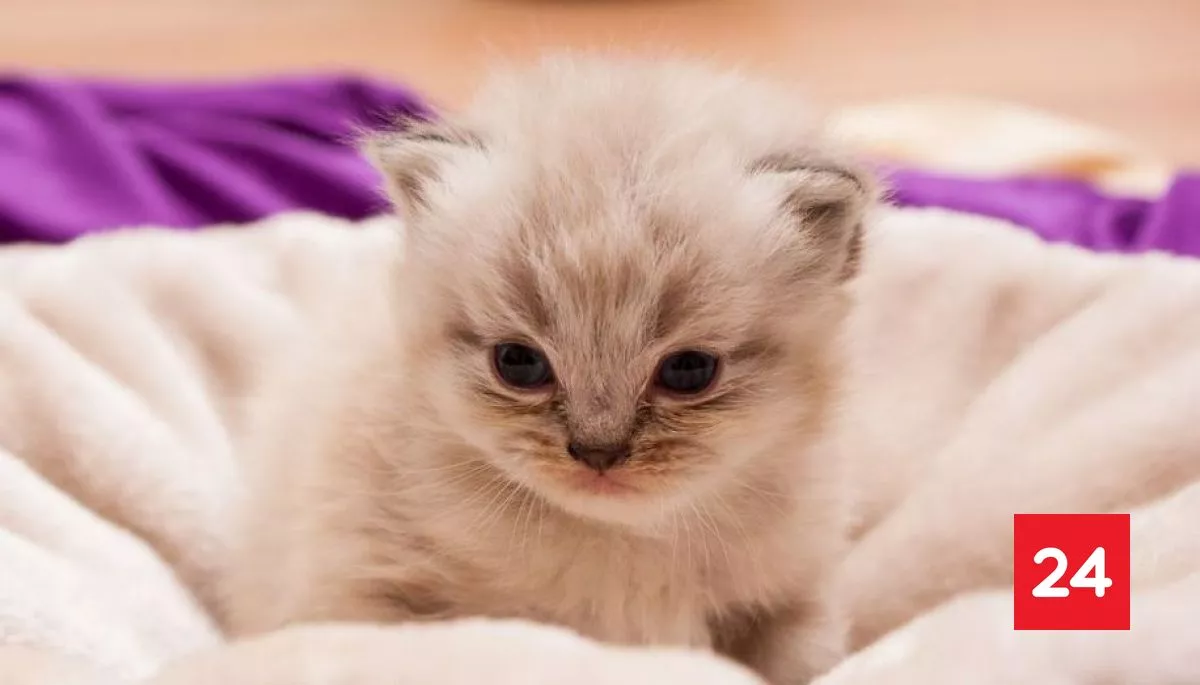 #Mascotas 

Gatos indoor: los cinco pilares del bienestar para evitar enfermedades crónicas

Más detalles ⬇️