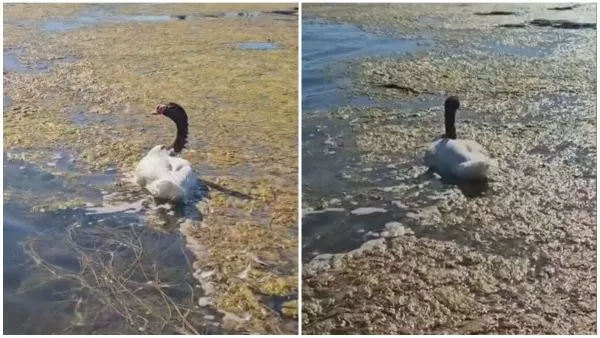 Más de 120 cisnes de cuello negro murieron en lago Budi por gripe aviar