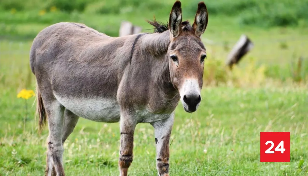 Venta de carne de burro en Argentina abre debate: ¿Qué dice la ley?
