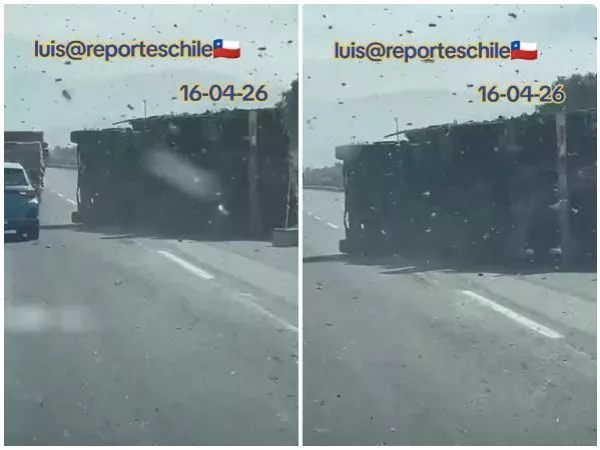 camión que transportaba abejas se volcó en la Ruta 5 Norte