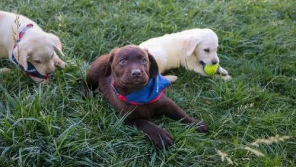 perros aduana