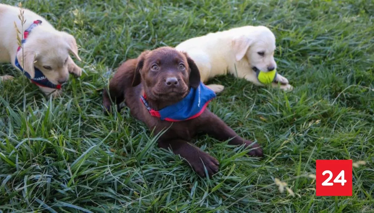 Aduanas adiestra nueva cama de perros contra el tráfico ilícito: también podrán detectar divisas