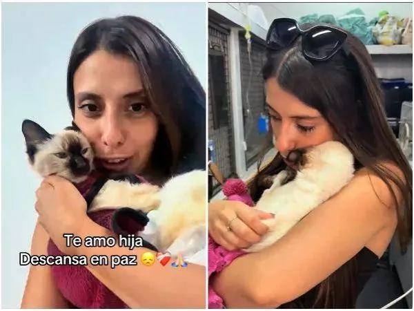 Gata murió tras comer piedras sanitarias: joven argentina llama a crear conciencia