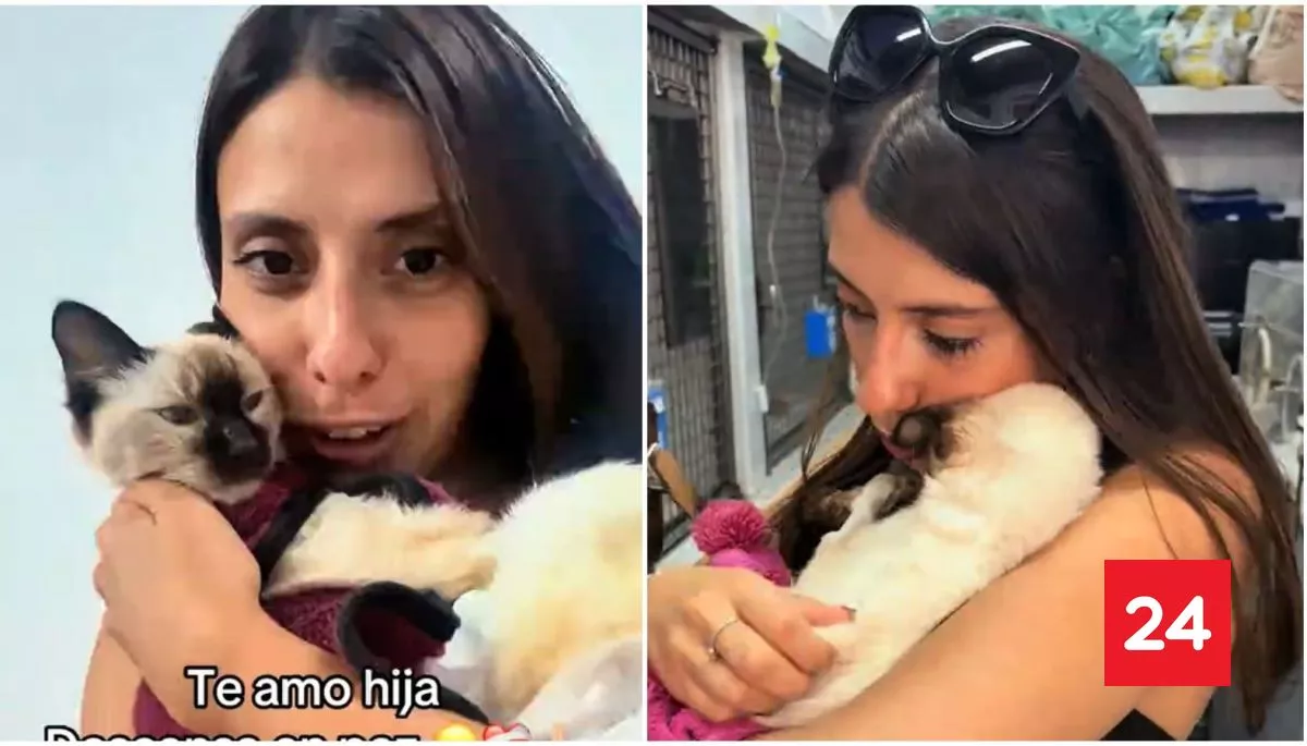 Gata murió tras comer piedras sanitarias: joven argentina llama a crear conciencia