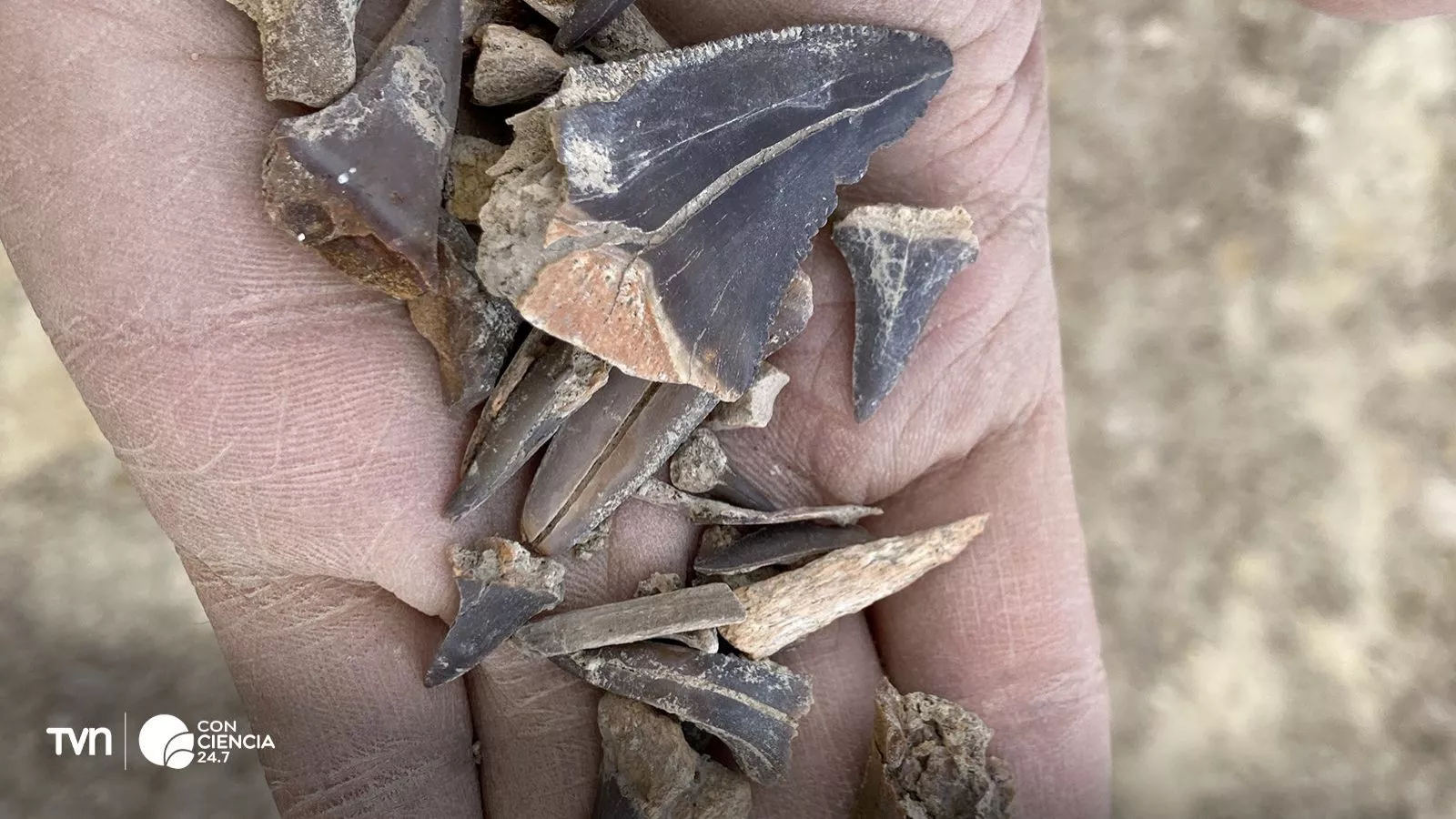 Dientes de tiburón antiguos encontrados en Perú.