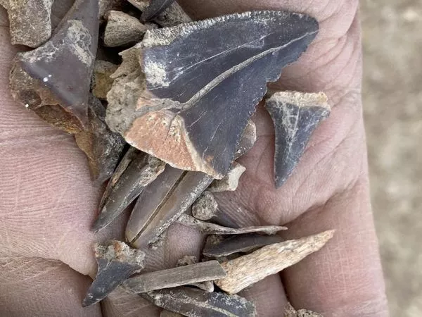 Dientes de tiburón antiguos encontrados en Perú.