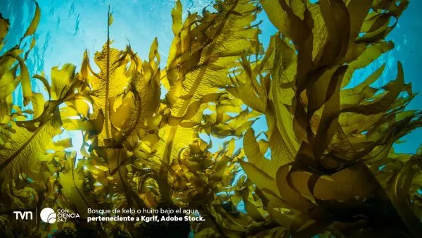 Kelp o huiro.