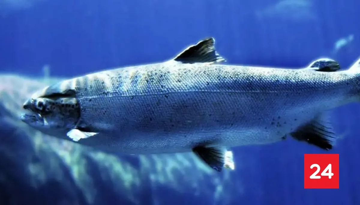 #TecnologíayCiencias 

Estudio muestra que salmones nadan hasta 12 kilómetros más en agua con cocaína 

Más detalles ⬇