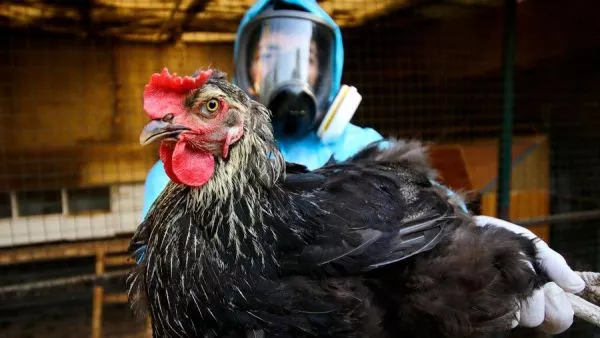 China prohíbe importación de aves desde Chile debido a la gripe aviar