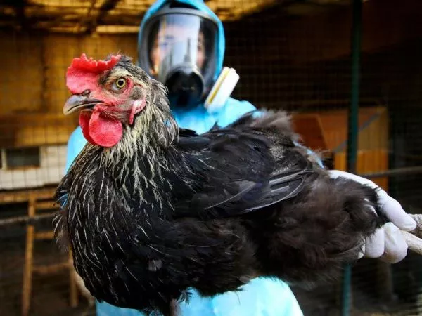 China prohíbe importación de aves desde Chile debido a la gripe aviar