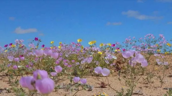 El laboratorio donde se cultiva el desierto florido